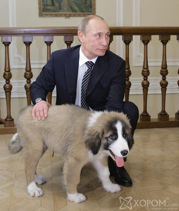 Владимир Путин ба түүний ноход 6