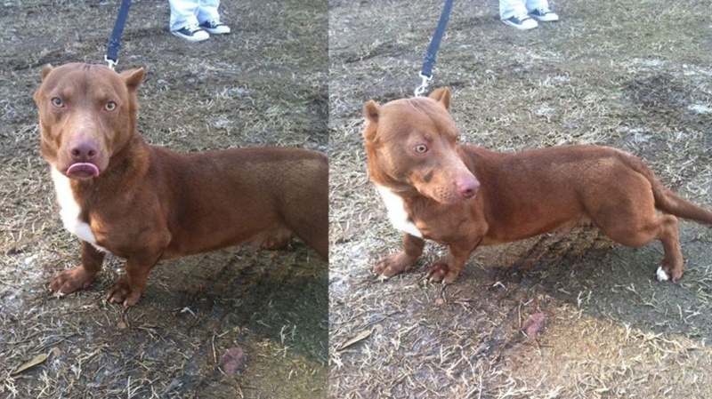 Pitbull, Dachshund-ын эрлийз том толгой, жижиг хөлтэй нохой 1