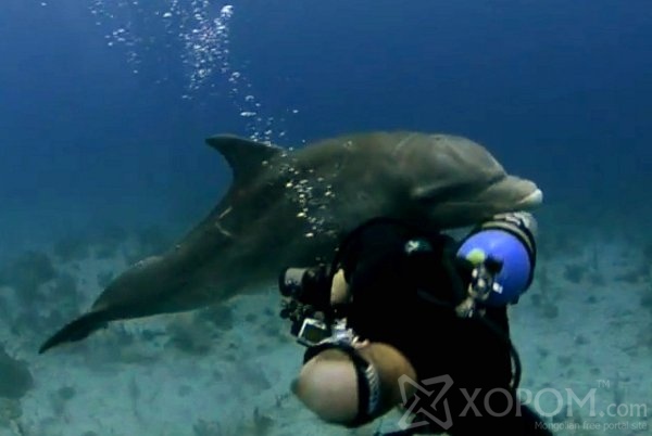 Дельфин буюу далайн гахайн тухай 19 гайхалтай баримт 3
