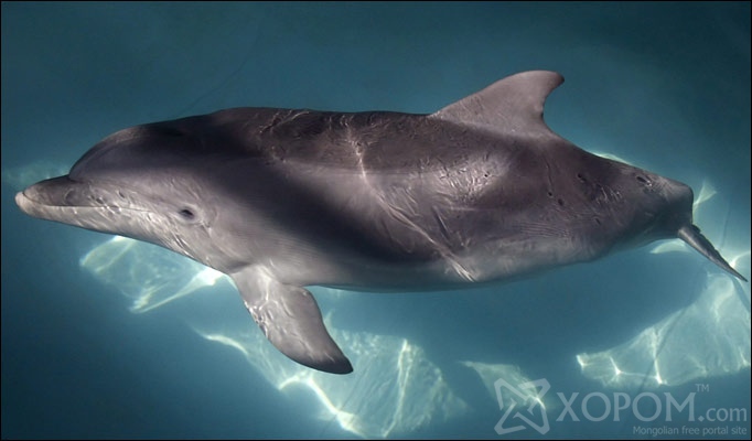 Дельфин буюу далайн гахайн тухай 19 гайхалтай баримт 5
