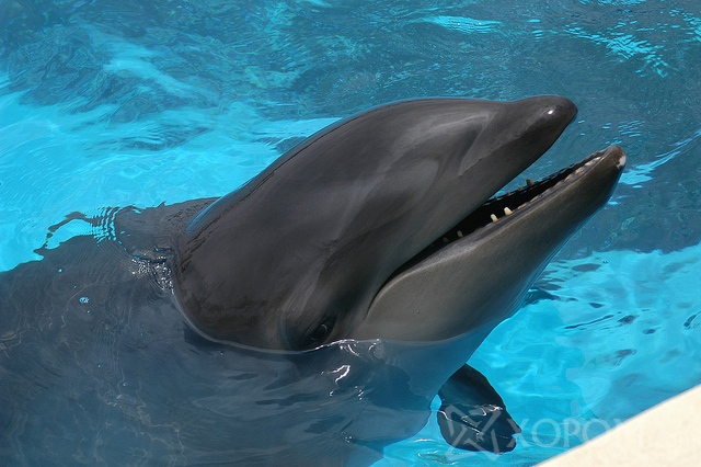 Дельфин буюу далайн гахайн тухай 19 гайхалтай баримт 6
