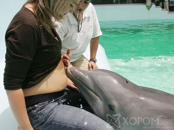 Дельфин буюу далайн гахайн тухай 19 гайхалтай баримт 8