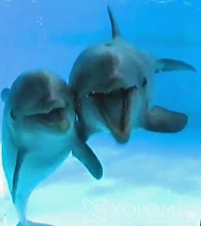 Дельфин буюу далайн гахайн тухай 19 гайхалтай баримт 9