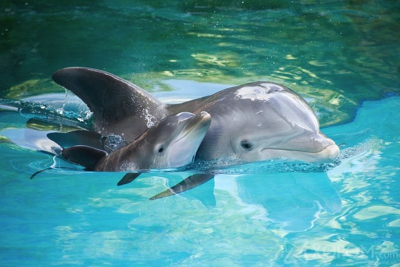 Дельфин буюу далайн гахайн тухай 19 гайхалтай баримт 13