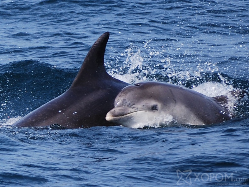 Дельфин буюу далайн гахайн тухай 19 гайхалтай баримт 15