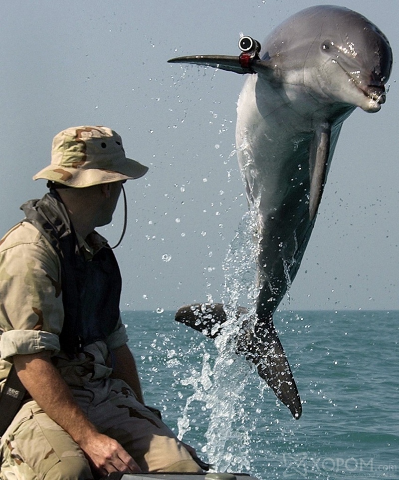 Дельфин буюу далайн гахайн тухай 19 гайхалтай баримт 18
