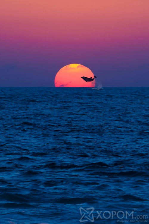 Дельфин буюу далайн гахайн тухай 19 гайхалтай баримт 19