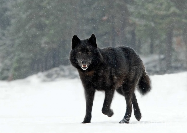 Ромео нэрт чоно – бидний дундах зэрлэг байгалийн элч төлөөлөгч 1