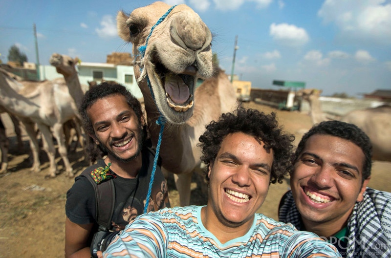 PIC FROM HOSSAM ANTIKKA/ CATERS NEWS - (PICTURED: L to R Maissra Sallah, Hossam Antikka and Karim Abdelaziz) - This camel clearly didnt get the hump about having its picture taken after posing for a selfie.Pictured joining in with the group photo, the hilarious photo shows the delighted desert dweller smiling happily for the camera. Captured by friends Hossam Antikka, 20, Karem Abdelaziz, 22, and Misara Salah, 24, the group spent around half an hour feeding the camel before deciding to take a snap of their new found friend. SEE CATERS COPY