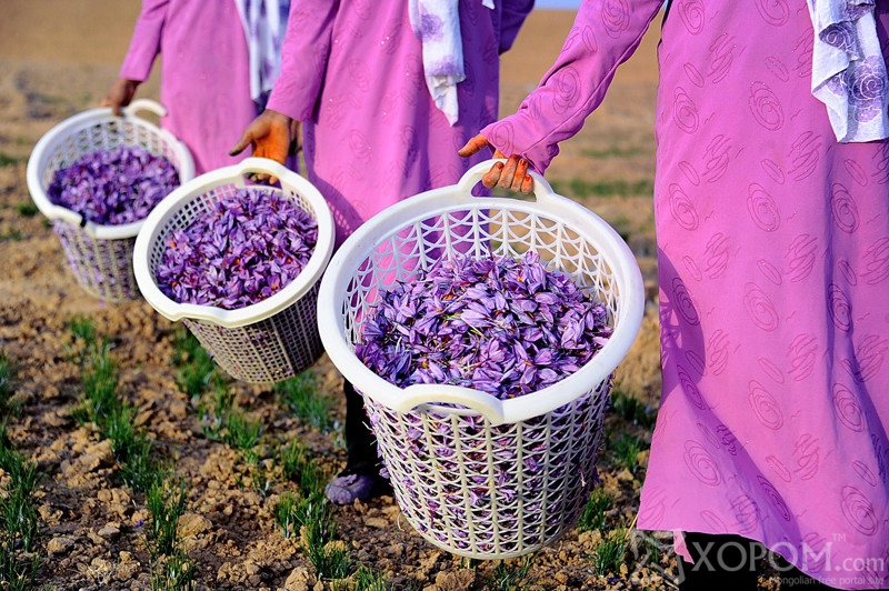 To go with story Afghanistan-unrest-agriculture In this photograph taken on November 18, 2014, Afghan workers carry picked saffron flowers to be delivered to a farmer in the Ghoriyan District of Herat. Saffron cultivation needs lots of land and a lot of labour, but the world's most expensive spice might be an economic lifeline for Afghanistan with international financial support set to fall in the coming years. In Herat, about 6,000 people -- 4,000 of them women -- are employed in saffron farming on 800 acres (325 hectares) of land, with the product exported to India, Europe, the United States and China. AFP PHOTO / Aref KARIMIAref Karimi/AFP/Getty Images
