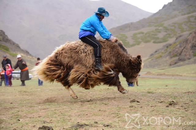 BBC телевизийнхэн Монгол сарлагийн тухай баримтат кино бүтээхээр иржээ 3