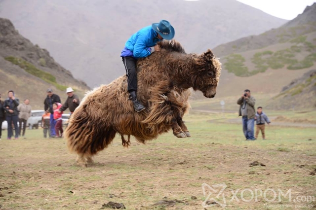 BBC телевизийнхэн Монгол сарлагийн тухай баримтат кино бүтээхээр иржээ 7