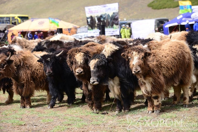 BBC телевизийнхэн Монгол сарлагийн тухай баримтат кино бүтээхээр иржээ 10