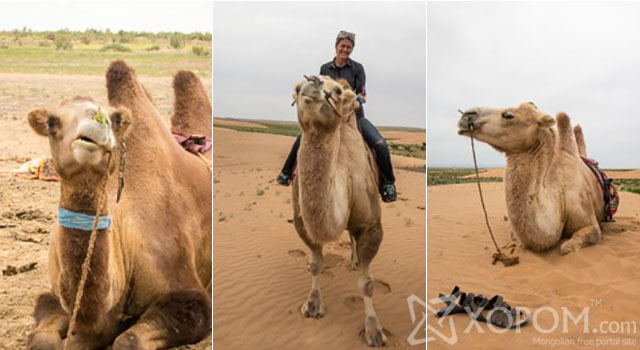 Монголын говьд хоёр бөхтэй тэмээ унаж, хүүхэд насныхаа мөрөөдлийг биелүүлсэн австрали жуулчин 1