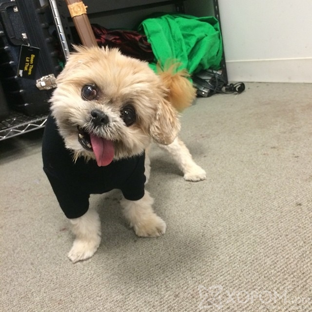 Майли Сайрустай адилхан нохой Instagram-ын од болж байна 10