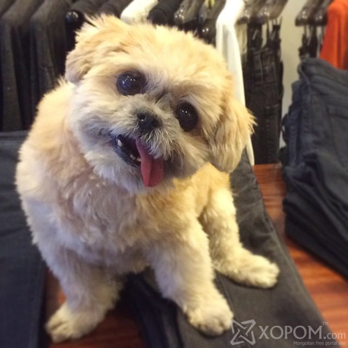 Майли Сайрустай адилхан нохой Instagram-ын од болж байна 12