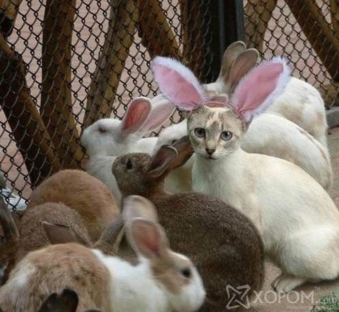Энд ямар нэгэн зүйл буруугаар эргэчихжээ 12
