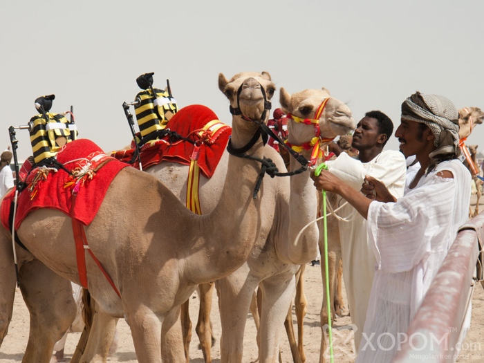 Арабын уламжлалт тэмээн уралдааны унаач хүүхдийг роботууд орлоно 2