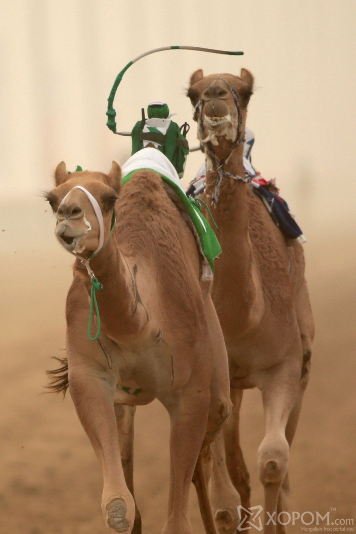Арабын уламжлалт тэмээн уралдааны унаач хүүхдийг роботууд орлоно 6