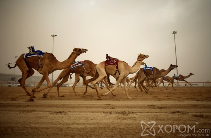 Арабын уламжлалт тэмээн уралдааны унаач хүүхдийг роботууд орлоно 10