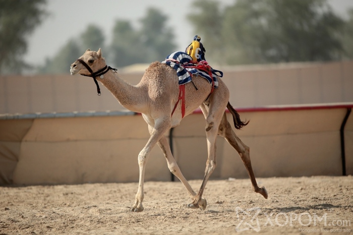 Арабын уламжлалт тэмээн уралдааны унаач хүүхдийг роботууд орлоно 11