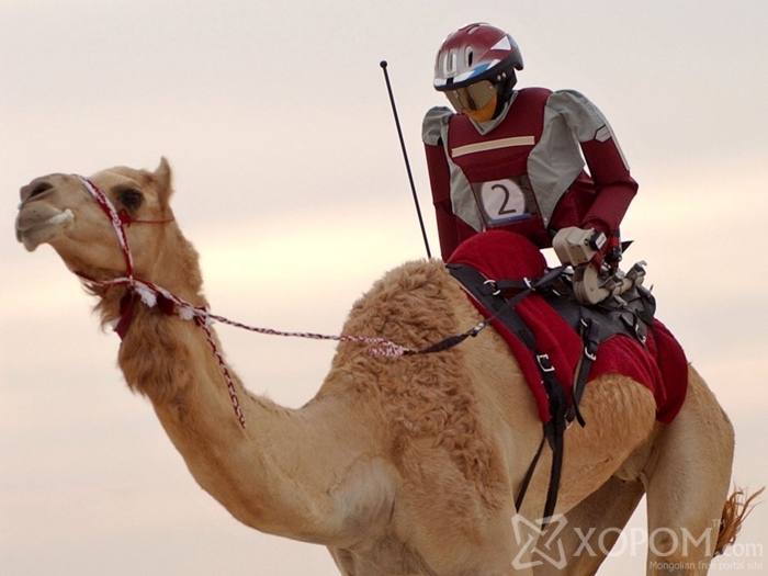 Арабын уламжлалт тэмээн уралдааны унаач хүүхдийг роботууд орлоно 13