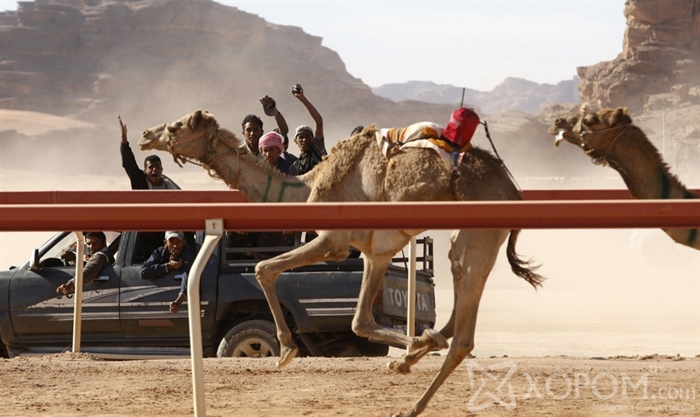 Арабын уламжлалт тэмээн уралдааны унаач хүүхдийг роботууд орлоно 14