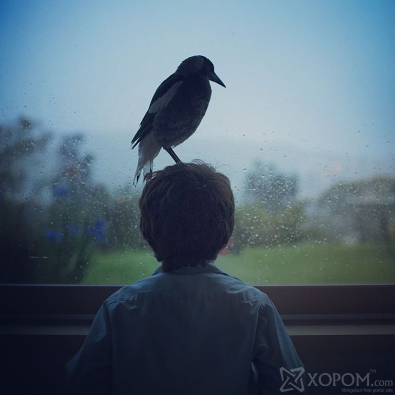 Өөрийг нь аварсан гэр бүлийн насан туршийн нөхөр болсон Magpie шувуухай 20