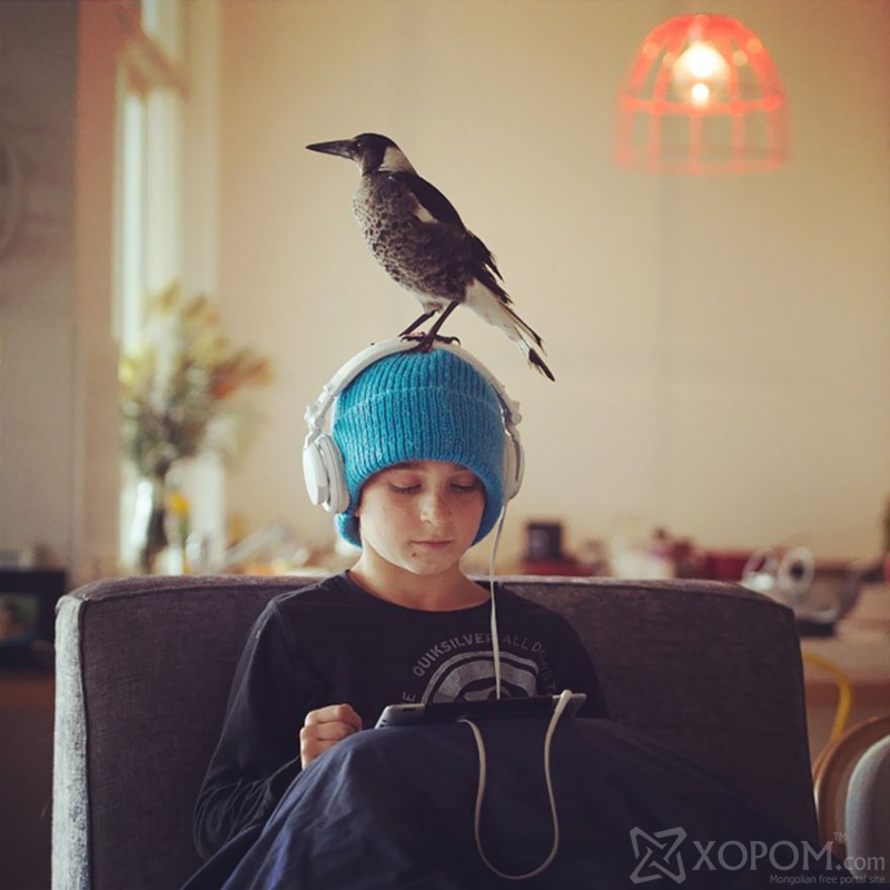 Өөрийг нь аварсан гэр бүлийн насан туршийн нөхөр болсон Magpie шувуухай 36