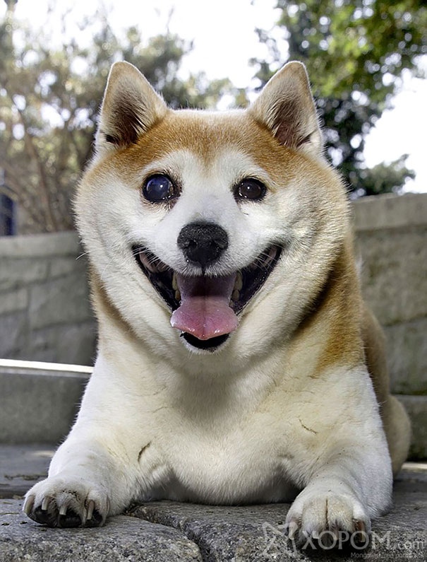 Үргэлж инээмсэглэж байдаг Cinnamon нохой 2