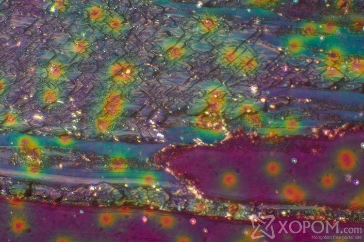 Бичил ертөнцийн нууцыг дэлгэсэн микроскопын зурагнууд 6