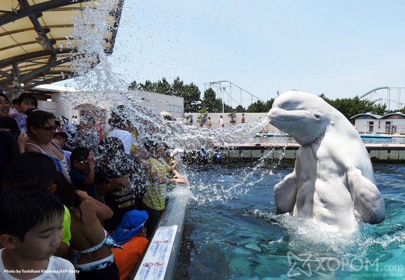 A beluga whale sprays water towards visitors during a summer attraction at the Hakkeijima Sea Paradise aquarium in Yokohama, suburban Tokyo on July 20, 2015. Tokyo's temperature climbed over 34 degree Celsius on July 20, one day after the end of the rainy season. AFP PHOTO / Toshifumi KITAMURA (Photo credit should read TOSHIFUMI KITAMURA/AFP/Getty Images)