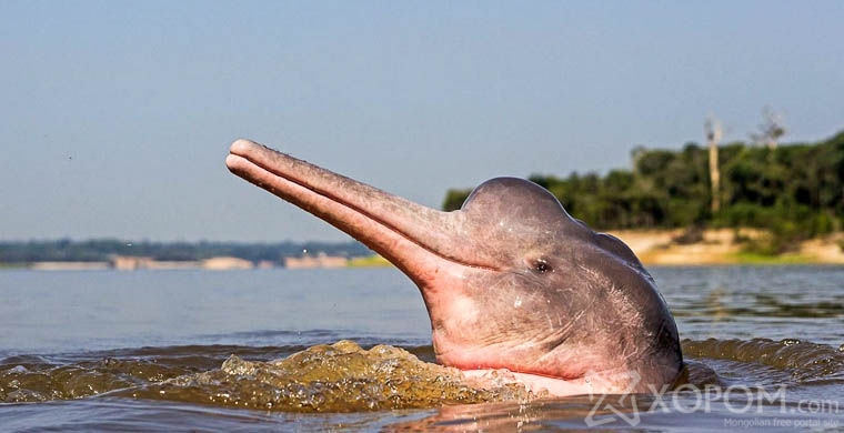A pink dolphin shows off for the camera in Brazil. (Photo by Michel Watson)