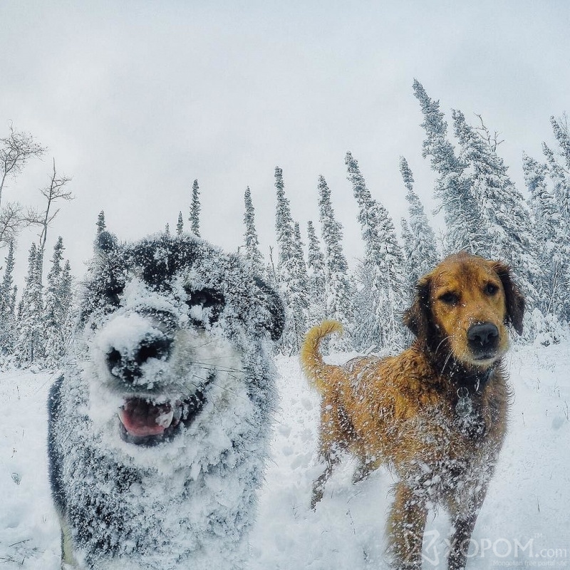 Нохойнуудынхаа хамтаар цахим ертөнцийг байлдан дагуулж байгаа Аляскийн шүдний эмч 6