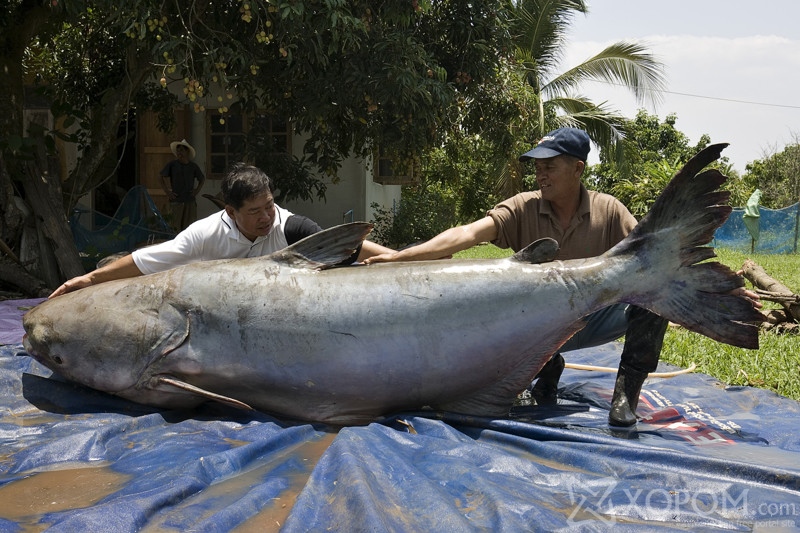 EMBARGOED: FOR RELEASE 12:00 P.M. (ET U.S.) WEDNESDAY, JUNE 29, 2005 A 646.2-pound Mekong giant catfish, netted in Thailand, may be the largest freshwater fish ever found. The fish was documented as part of a World Wildlife Fund-National Geographic project to identify and study and conserve freshwater fish around the world that exceed 6 feet in length and 200 pounds in weight.
