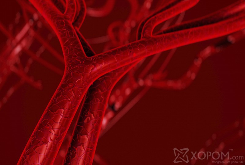 Blood arteries and veins