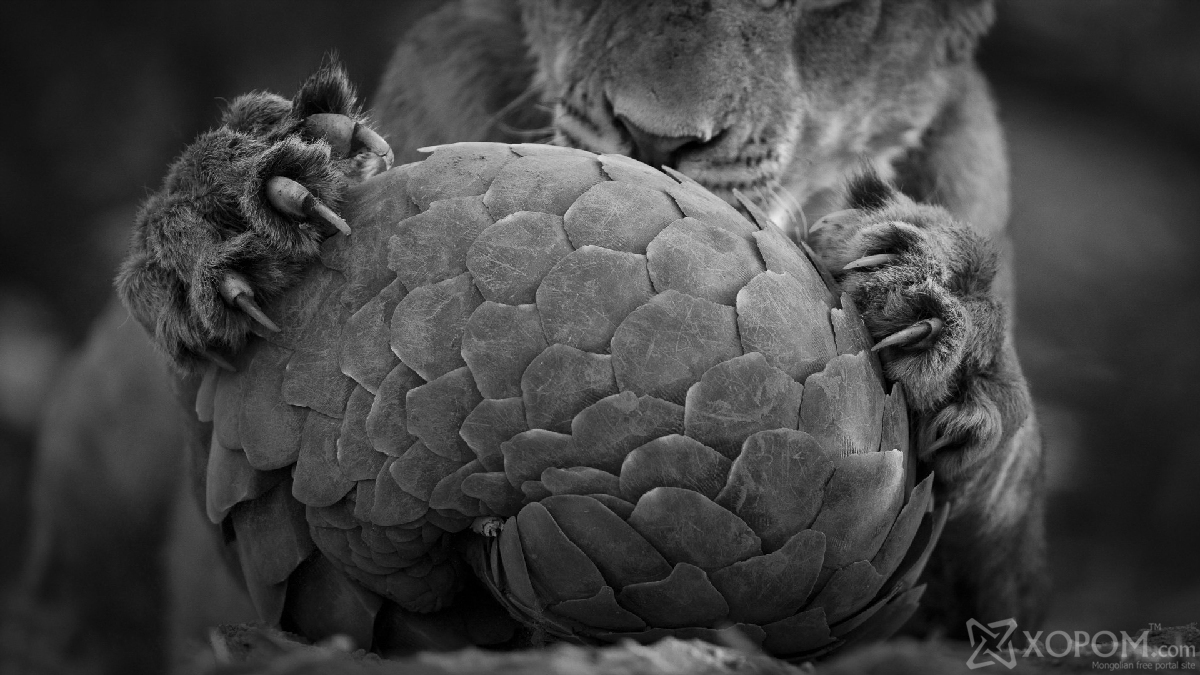 A young lion tries to figure out a way through a pangolins defences.