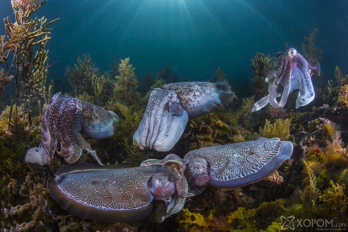 The Aggregation of Giant Australian Cuttlefish is rare event that can only be seen at a certain time of year, where thousands of cuttlefish compete for mating rights. a vivid display of colours and textures is what entices the opposite sex to mate.