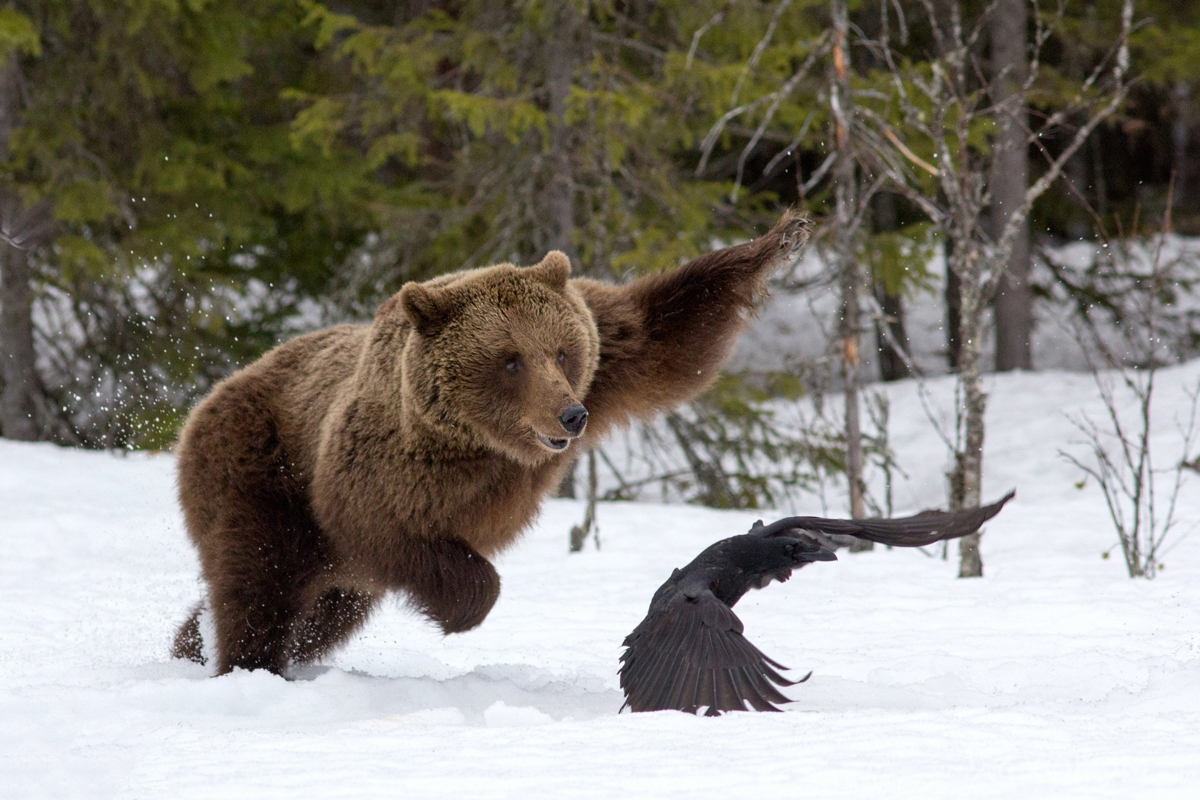(Brown Bear) North Karelia, Finland 1/1000 sec; f/7,1; ISO 1000 Canon EOS 60D, EF300mm f/4L IS USM