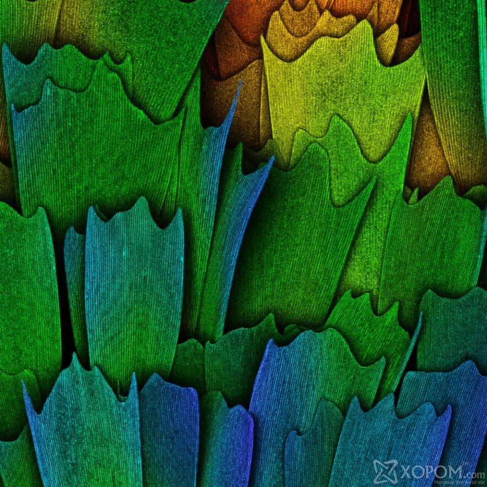 Микроскопоор авсан шилдэг 17 гэрэл зураг 8