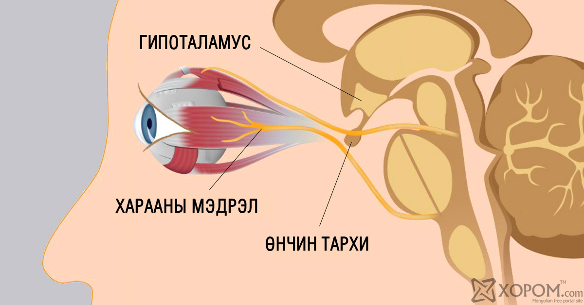 Зрительный нерв это. Зрительный нерв. Зрительные нервы. Гипофиз и зрительные нервы.