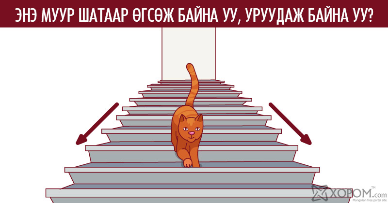 Поднимится. Кот поднимается или спускается. Кот спускается или поднимается по лестнице правильный ответ. Кот спускается с лестницы. Кот поднимается по лестнице.